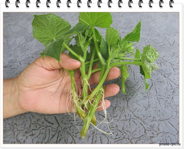 Выращивание рассады огурцов