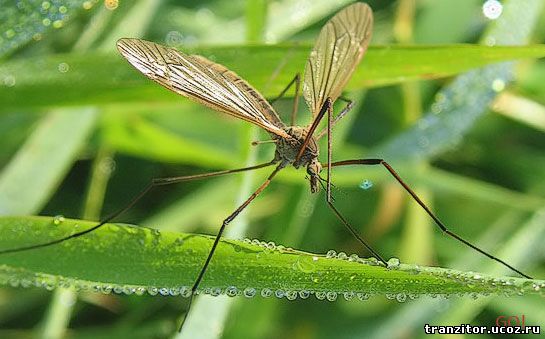 Избавится от комаров