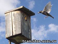 Как сделать скворечник 