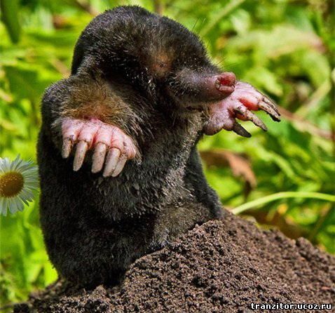 Избавить огород от кротов