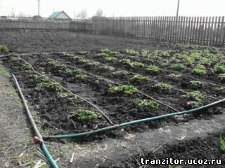 капельный полив огорода