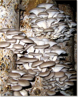 Выращивание грибов