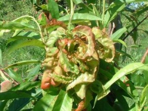 Курчавость листьев у персика весной