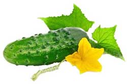 Сорта и гибриды огурцов