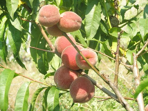 правильная обрезка персика