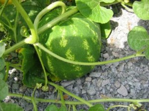Как выращивать арбуз на корнях тыквы