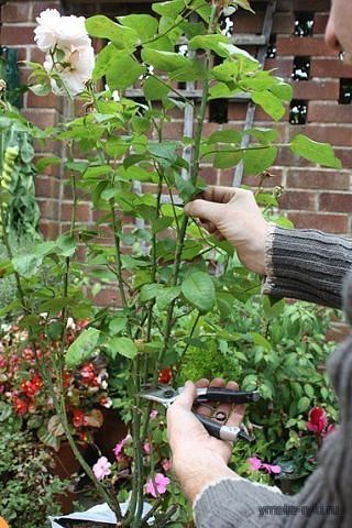 Розы как выратить