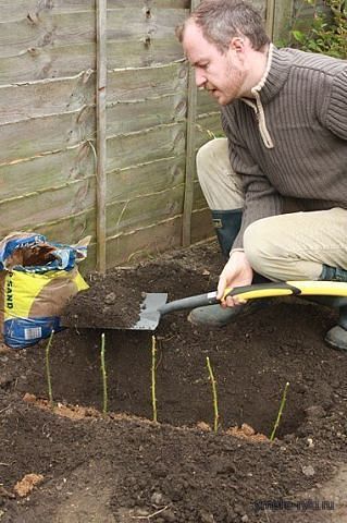 посадка роз