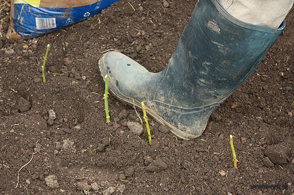 розы посадка