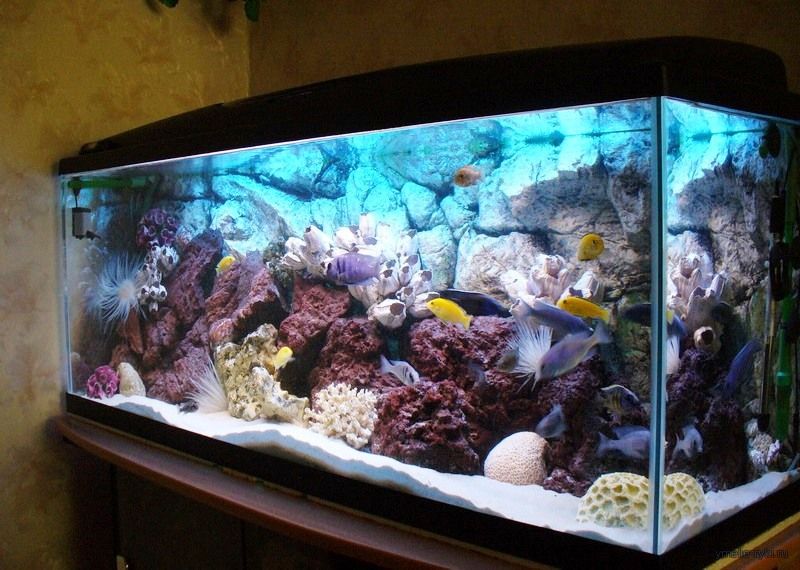 Аквариумы – это не только красиво, но и полезно